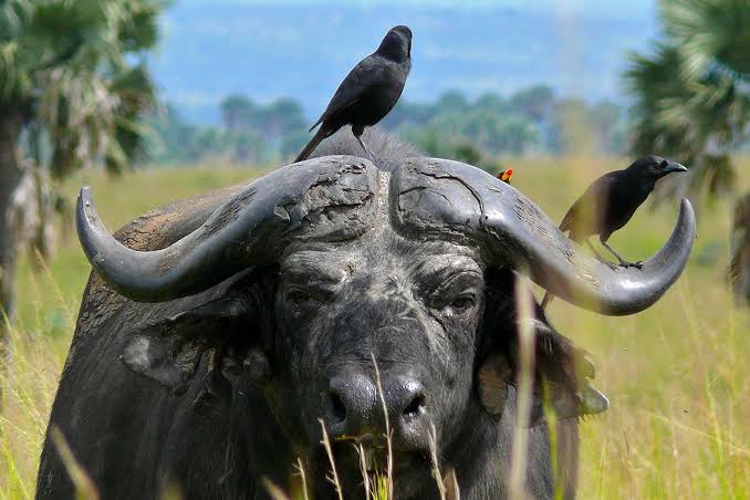 Wildlife encountered on a Luxe Africa Travels safari