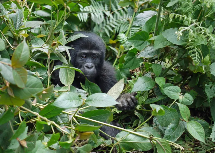 Gorilla speed dating and Lake Mburo bonanza