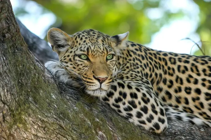 7-day classic Kidepo safari