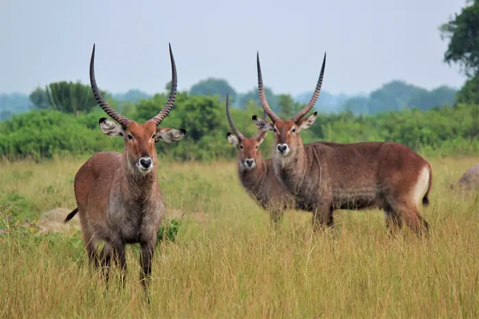 18-day wild North-Eastern Uganda safari