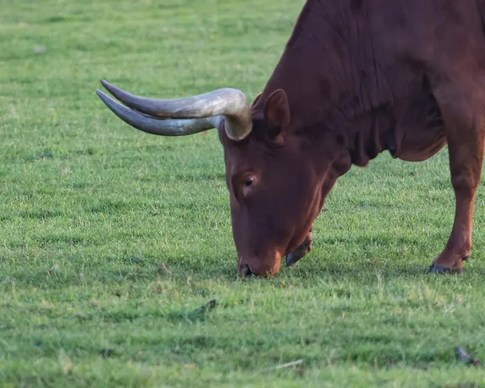 Ankole cattle, a symbol of Ugandan heritage