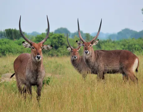 Wildlife spotted on a Luxe Africa Travels game drive