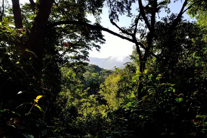 Bwindi Impenetrable Forest scenery