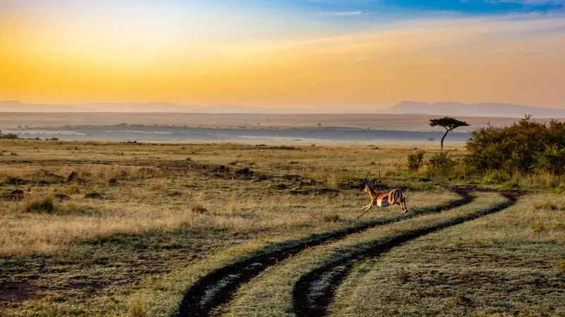 Antelope on a self-drive safari route
