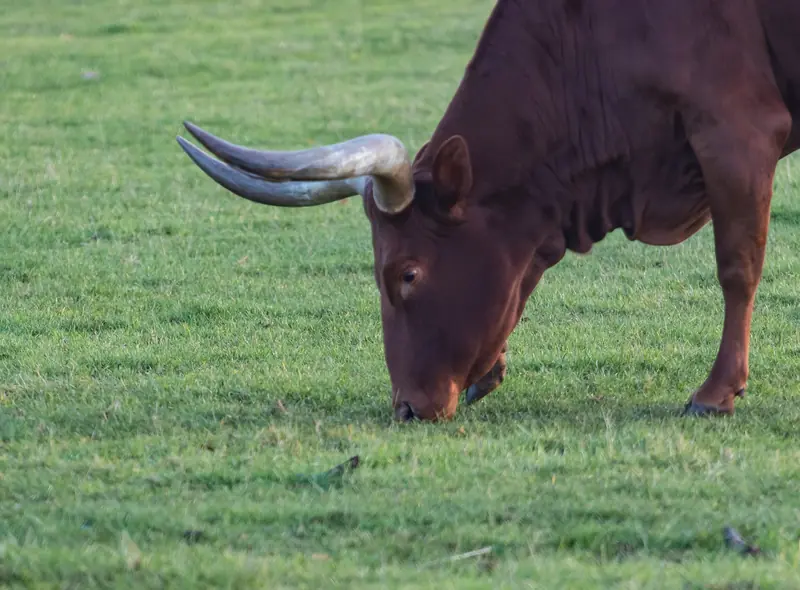 Ankole cattle on a specials trip safari